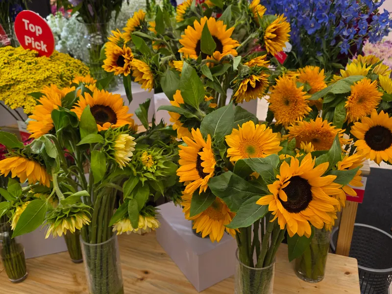Sunflower field
